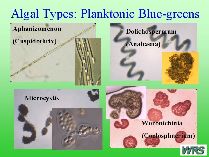 Algal Types: Planktonic Blue-greens Aphanizomenon Dolichospermum (Cuspidothrix) (Anabaena) Microcystis Woronichinia (Coelosphaerium) 