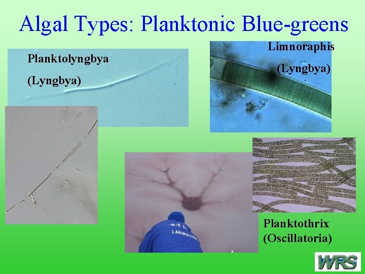 Algal Types: Planktonic Blue-greens Planktolyngbya (Lyngbya) Limnoraphis (Lyngbya) Planktothrix (Oscillatoria) 