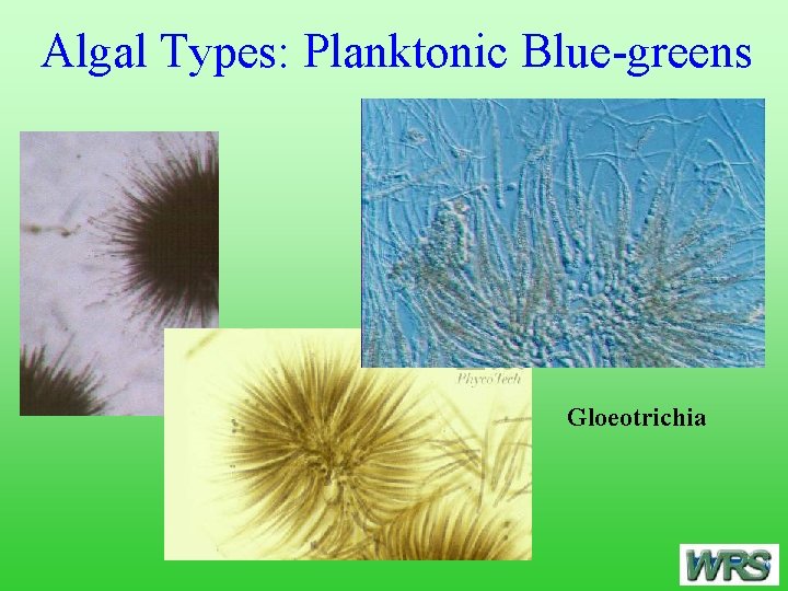 Algal Types: Planktonic Blue-greens Gloeotrichia 