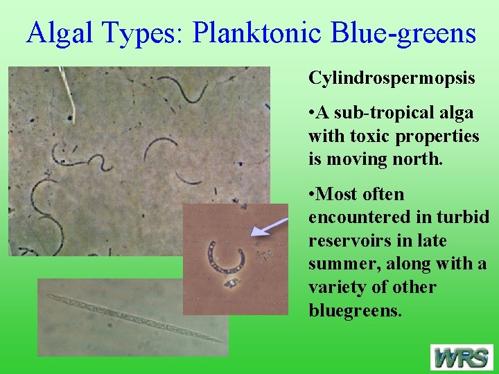 Algal Types: Planktonic Blue-greens Cylindrospermopsis • A sub-tropical alga with toxic properties is moving