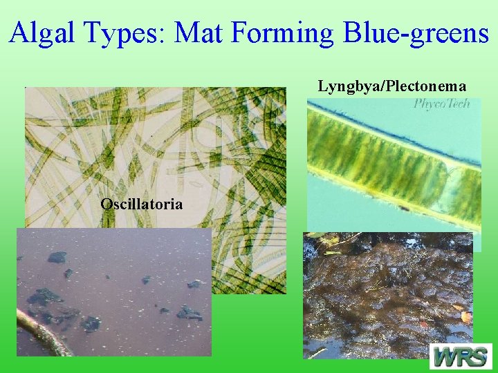 Algal Types: Mat Forming Blue-greens Lyngbya/Plectonema Oscillatoria 