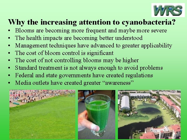 Why the increasing attention to cyanobacteria? • • Blooms are becoming more frequent and