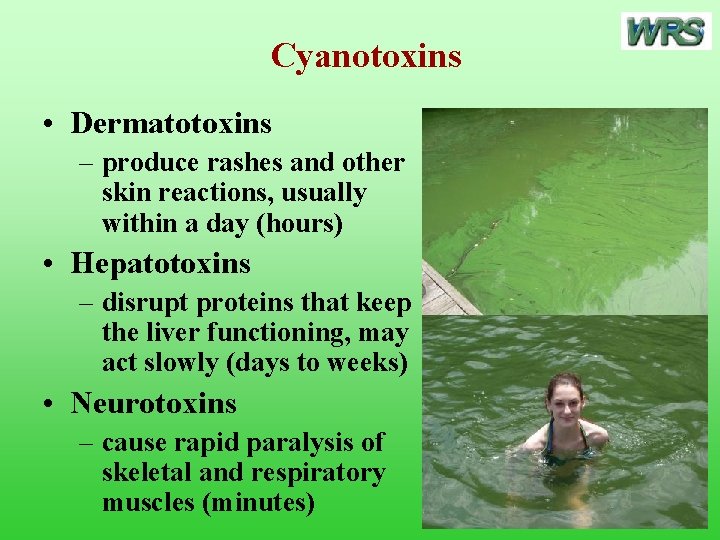 Cyanotoxins • Dermatotoxins – produce rashes and other skin reactions, usually within a day