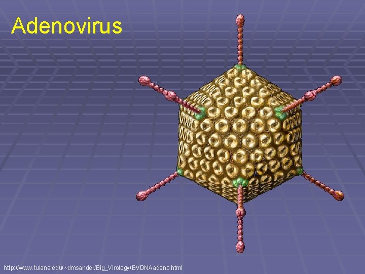 Adenovirus http: //www. tulane. edu/~dmsander/Big_Virology/BVDNAadeno. html 