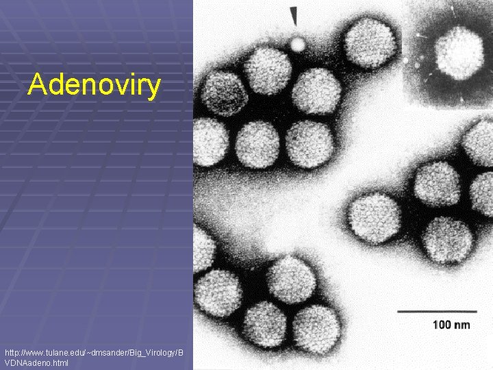 Adenoviry http: //www. tulane. edu/~dmsander/Big_Virology/B VDNAadeno. html 