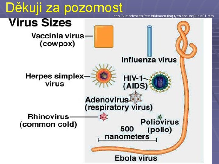 Děkuji za pozornost http: //vietsciences. free. fr/khaocuu/nguyenlandung/virus 01. htm 