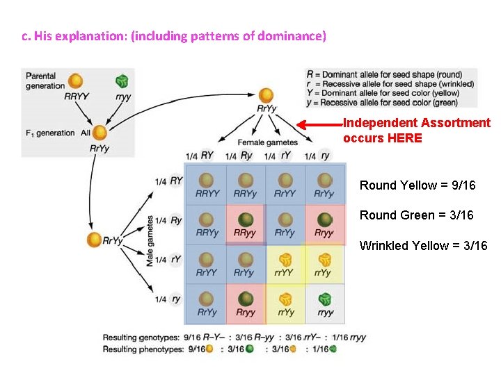 c. His explanation: (including patterns of dominance) Independent Assortment occurs HERE Round Yellow = c. His explanation: (including patterns of dominance) Independent Assortment occurs HERE Round Yellow =