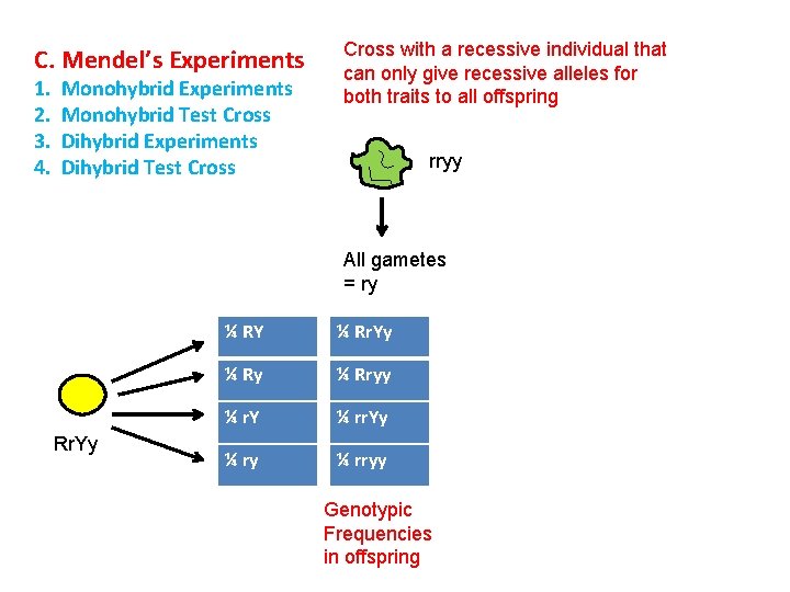 C. Mendel’s Experiments 1. 2. 3. 4. Monohybrid Experiments Monohybrid Test Cross Dihybrid Experiments C. Mendel’s Experiments 1. 2. 3. 4. Monohybrid Experiments Monohybrid Test Cross Dihybrid Experiments
