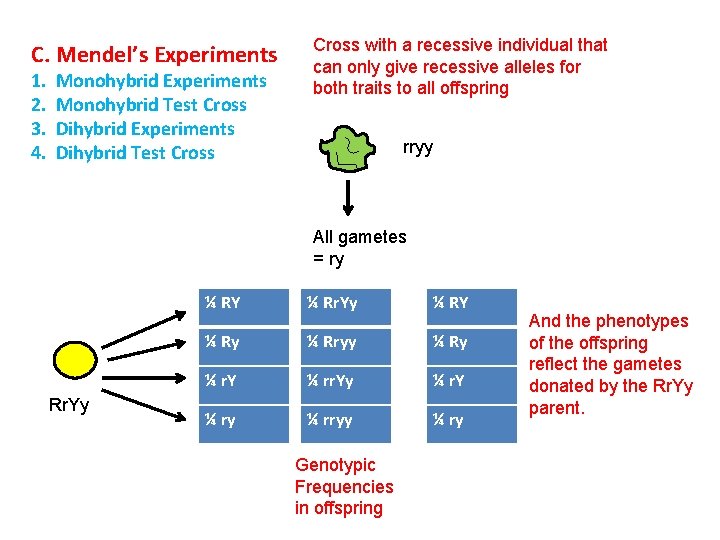 C. Mendel’s Experiments 1. 2. 3. 4. Monohybrid Experiments Monohybrid Test Cross Dihybrid Experiments C. Mendel’s Experiments 1. 2. 3. 4. Monohybrid Experiments Monohybrid Test Cross Dihybrid Experiments
