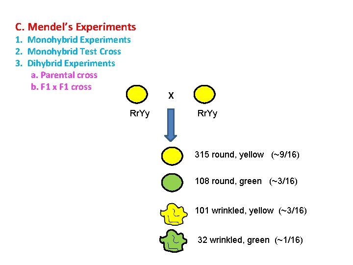 C. Mendel’s Experiments 1. Monohybrid Experiments 2. Monohybrid Test Cross 3. Dihybrid Experiments a.