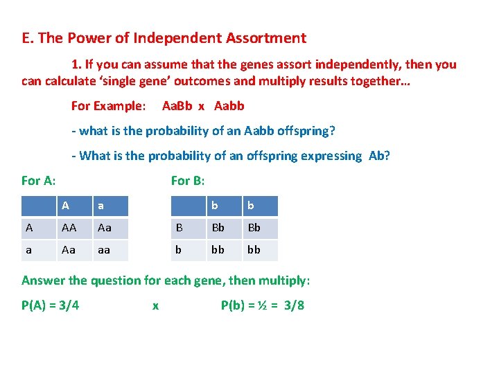 E. The Power of Independent Assortment 1. If you can assume that the genes E. The Power of Independent Assortment 1. If you can assume that the genes