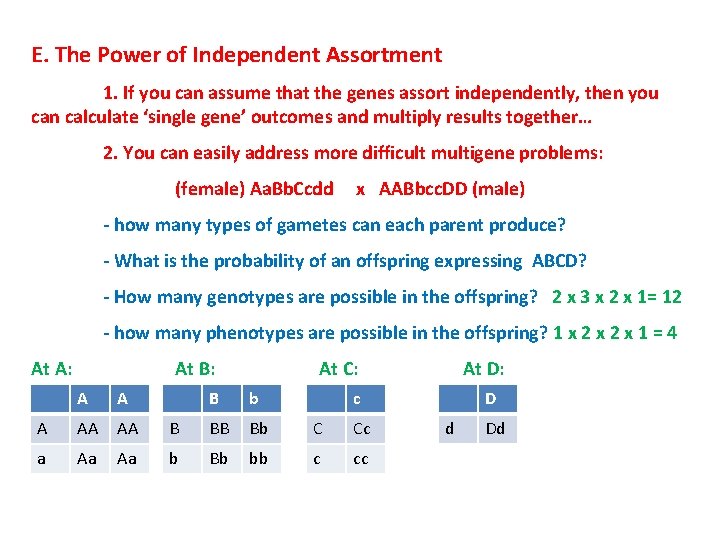 E. The Power of Independent Assortment 1. If you can assume that the genes E. The Power of Independent Assortment 1. If you can assume that the genes