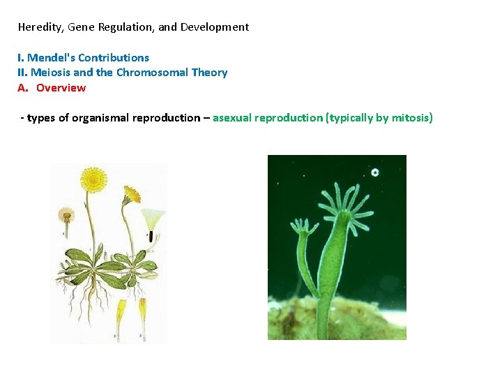 Heredity, Gene Regulation, and Development I. Mendel's Contributions II. Meiosis and the Chromosomal Theory