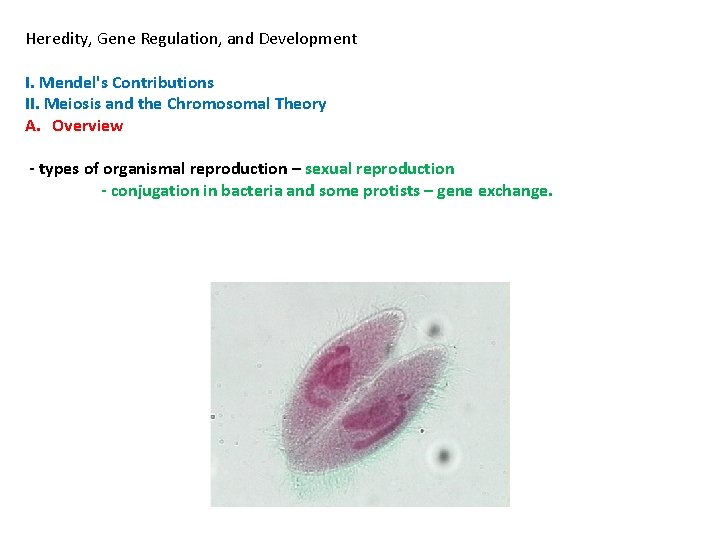 Heredity, Gene Regulation, and Development I. Mendel's Contributions II. Meiosis and the Chromosomal Theory