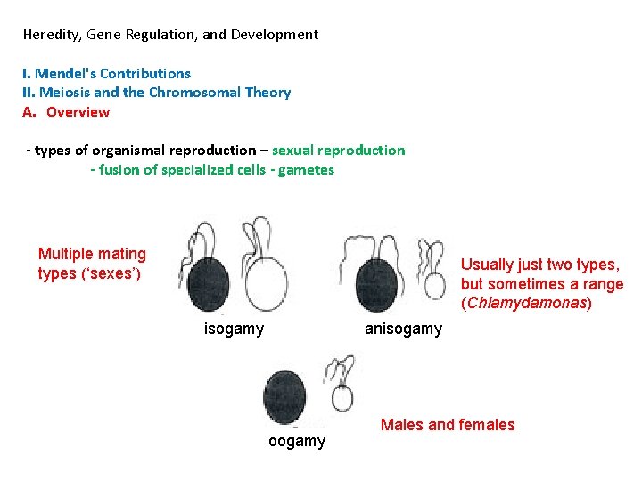 Heredity, Gene Regulation, and Development I. Mendel's Contributions II. Meiosis and the Chromosomal Theory