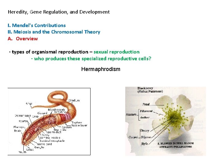 Heredity, Gene Regulation, and Development I. Mendel's Contributions II. Meiosis and the Chromosomal Theory