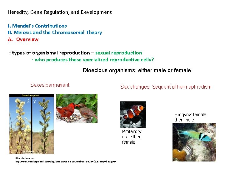 Heredity, Gene Regulation, and Development I. Mendel's Contributions II. Meiosis and the Chromosomal Theory