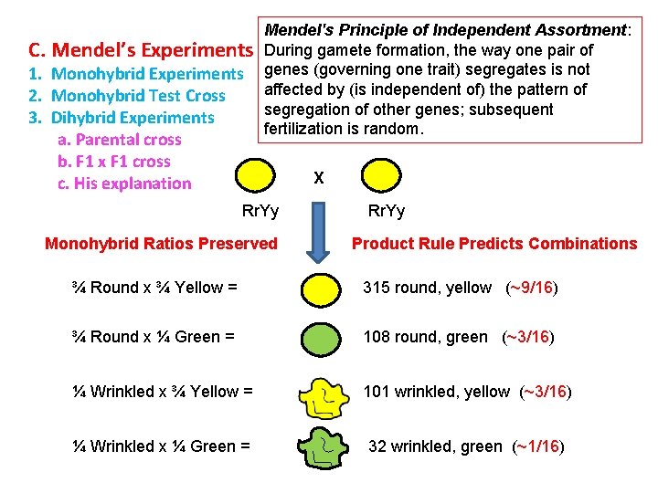 C. Mendel’s Experiments 1. Monohybrid Experiments 2. Monohybrid Test Cross 3. Dihybrid Experiments a. C. Mendel’s Experiments 1. Monohybrid Experiments 2. Monohybrid Test Cross 3. Dihybrid Experiments a.