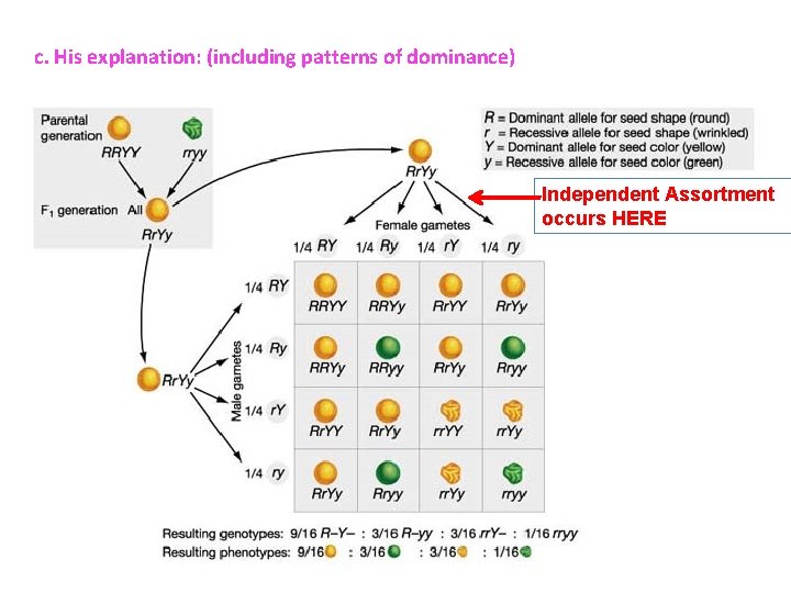 c. His explanation: (including patterns of dominance) Independent Assortment occurs HERE c. His explanation: (including patterns of dominance) Independent Assortment occurs HERE
