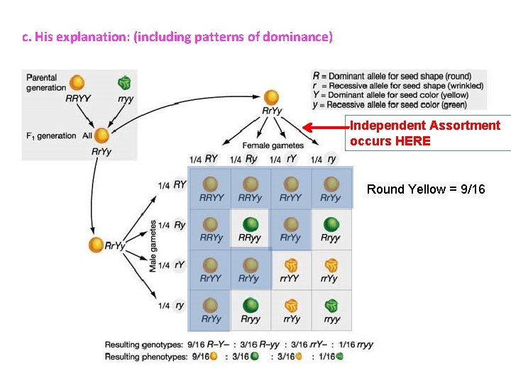 c. His explanation: (including patterns of dominance) Independent Assortment occurs HERE Round Yellow = c. His explanation: (including patterns of dominance) Independent Assortment occurs HERE Round Yellow =