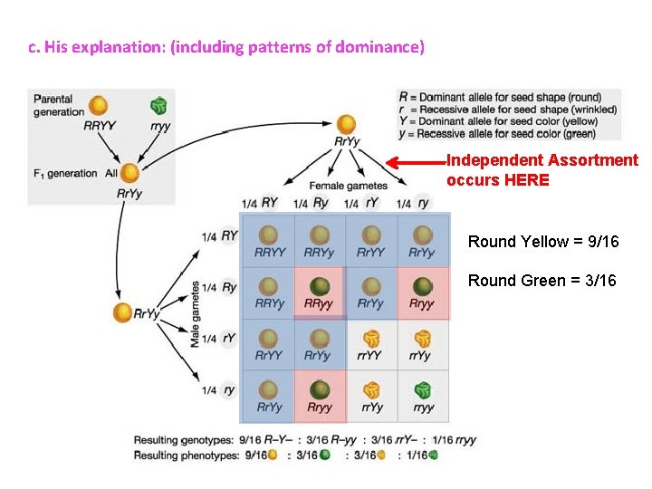 c. His explanation: (including patterns of dominance) Independent Assortment occurs HERE Round Yellow =