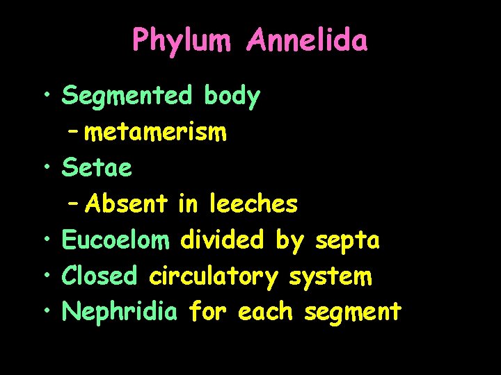 Phylum Annelida • Segmented body – metamerism • Setae – Absent in leeches •