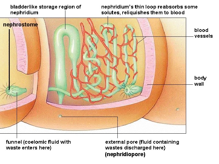 nephrostome (nephridiopore) 