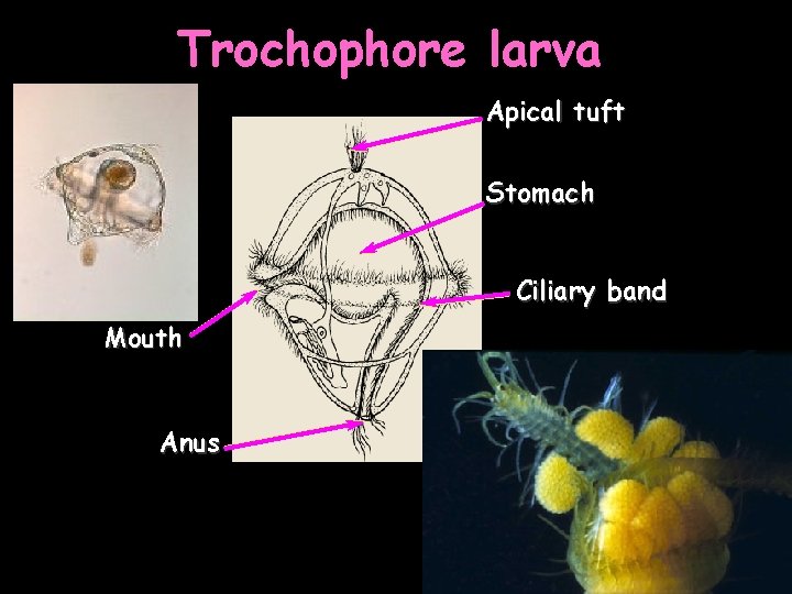 Trochophore larva Apical tuft Stomach Ciliary band Mouth Anus 