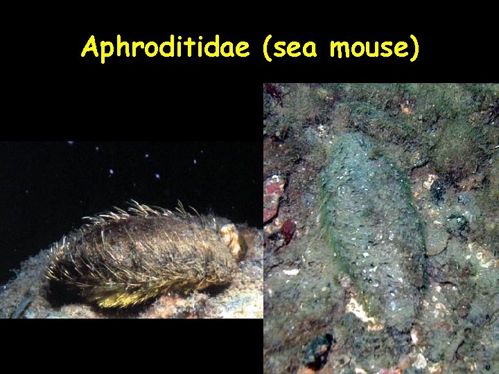 Aphroditidae (sea mouse) 