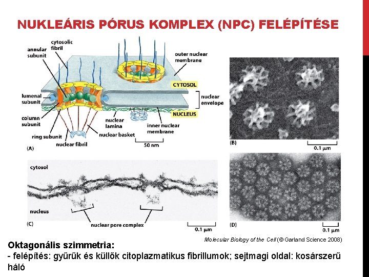 NUKLEÁRIS PÓRUS KOMPLEX (NPC) FELÉPÍTÉSE Molecular Biology of the Cell (© Garland Science 2008)