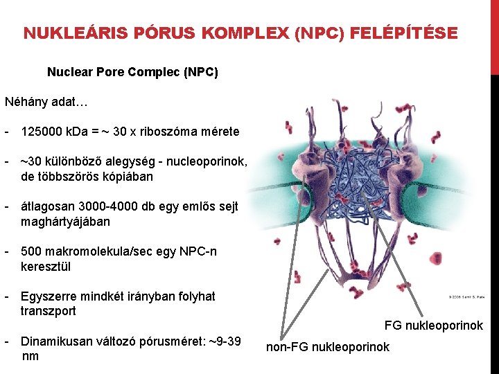 NUKLEÁRIS PÓRUS KOMPLEX (NPC) FELÉPÍTÉSE Nuclear Pore Complec (NPC) Néhány adat… - 125000 k.