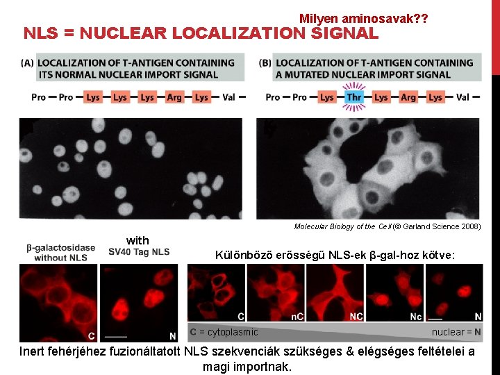 Milyen aminosavak? ? NLS = NUCLEAR LOCALIZATION SIGNAL Molecular Biology of the Cell (©