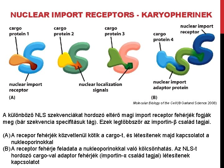 NUCLEAR IMPORT RECEPTORS - KARYOPHERINEK Molecular Biology of the Cell (© Garland Science 2008)