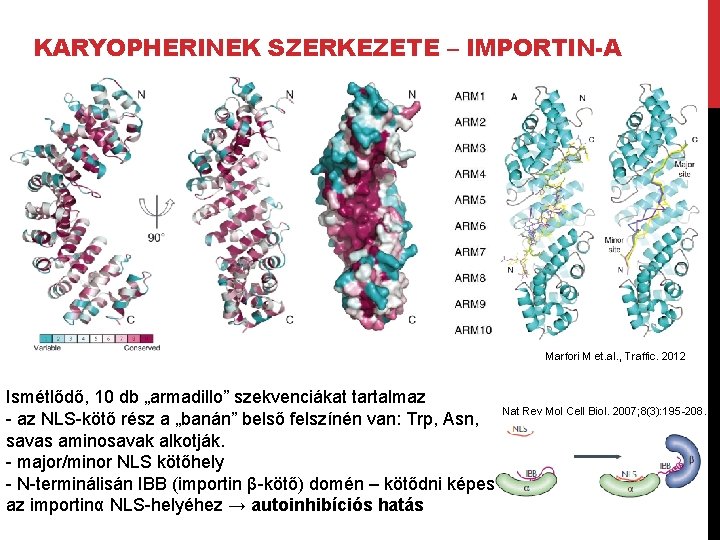 KARYOPHERINEK SZERKEZETE – IMPORTIN-A Marfori M et. al. , Traffic. 2012 Ismétlődő, 10 db