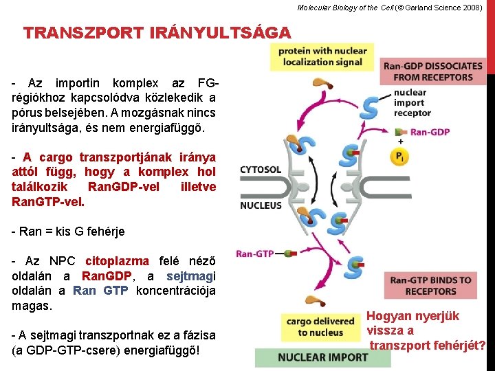 Molecular Biology of the Cell (© Garland Science 2008) TRANSZPORT IRÁNYULTSÁGA - Az importin