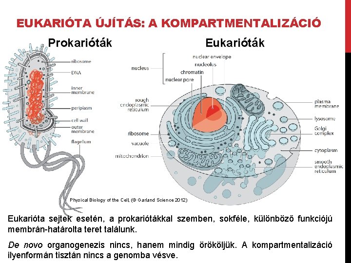 EUKARIÓTA ÚJÍTÁS: A KOMPARTMENTALIZÁCIÓ Prokarióták Eukarióták Physical Biology of the Cell, (© Garland Science