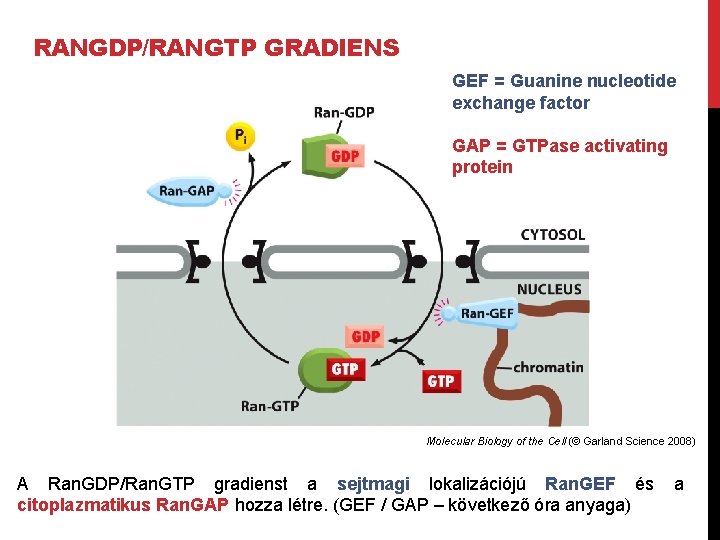 RANGDP/RANGTP GRADIENS GEF = Guanine nucleotide exchange factor GAP = GTPase activating protein Molecular