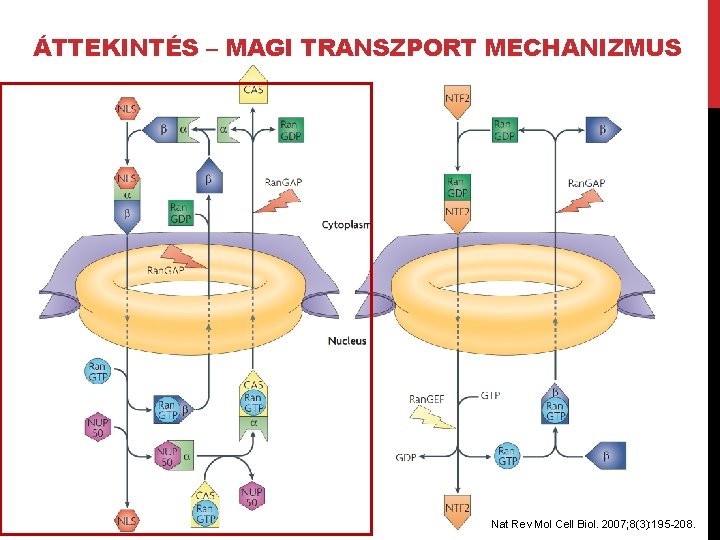 ÁTTEKINTÉS – MAGI TRANSZPORT MECHANIZMUS Nat Rev Mol Cell Biol. 2007; 8(3): 195 -208.
