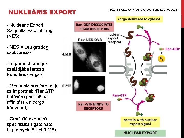 NUKLEÁRIS EXPORT - Nukleáris Export Szignállal valósul meg (NES) - NES = Leu gazdag