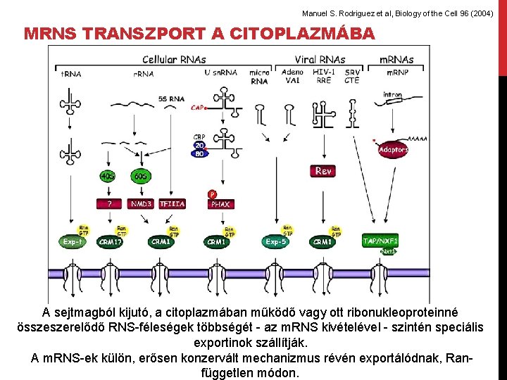Manuel S. Rodriguez et al, Biology of the Cell 96 (2004) MRNS TRANSZPORT A