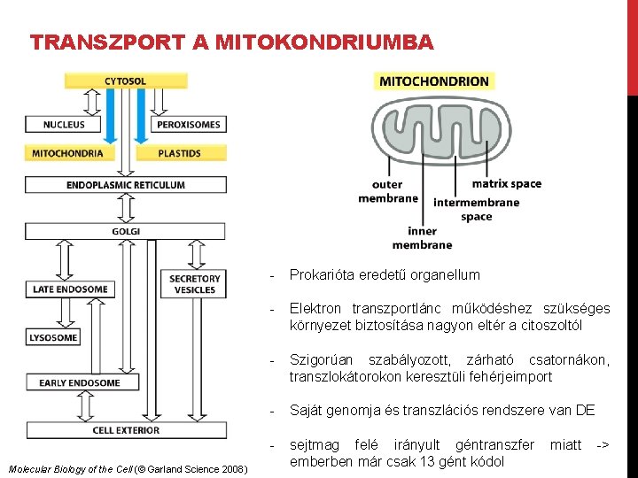 TRANSZPORT A MITOKONDRIUMBA Molecular Biology of the Cell (© Garland Science 2008) - Prokarióta
