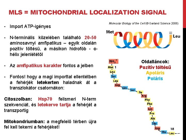 MLS = MITOCHONDRIAL LOCALIZATION SIGNAL - Import ATP-igényes Molecular Biology of the Cell (©