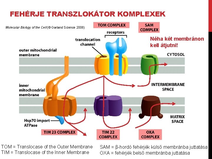 FEHÉRJE TRANSZLOKÁTOR KOMPLEXEK Molecular Biology of the Cell (© Garland Science 2008) Néha két
