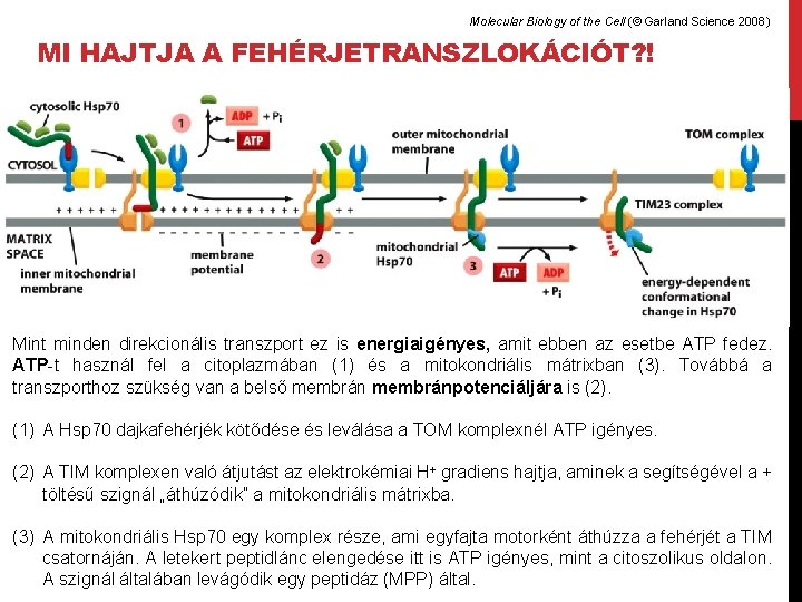 Molecular Biology of the Cell (© Garland Science 2008) MI HAJTJA A FEHÉRJETRANSZLOKÁCIÓT? !