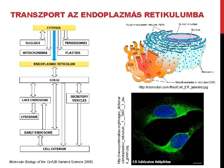 TRANSZPORT AZ ENDOPLAZMÁS RETIKULUMBA Molecular Biology of the Cell (© Garland Science 2008) http: