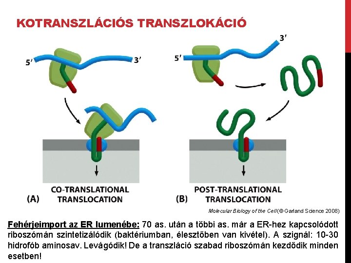 KOTRANSZLÁCIÓS TRANSZLOKÁCIÓ Molecular Biology of the Cell (© Garland Science 2008) Fehérjeimport az ER