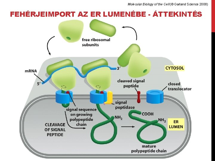 Molecular Biology of the Cell (© Garland Science 2008) FEHÉRJEIMPORT AZ ER LUMENÉBE -