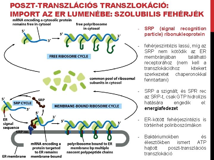 POSZT-TRANSZLÁCIÓS TRANSZLOKÁCIÓ: IMPORT AZ ER LUMENÉBE: SZOLUBILIS FEHÉRJÉK - SRP (signal recognition particle) ribonukleoprotein