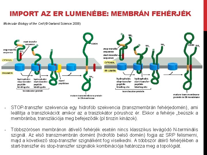 IMPORT AZ ER LUMENÉBE: MEMBRÁN FEHÉRJÉK Molecular Biology of the Cell (© Garland Science