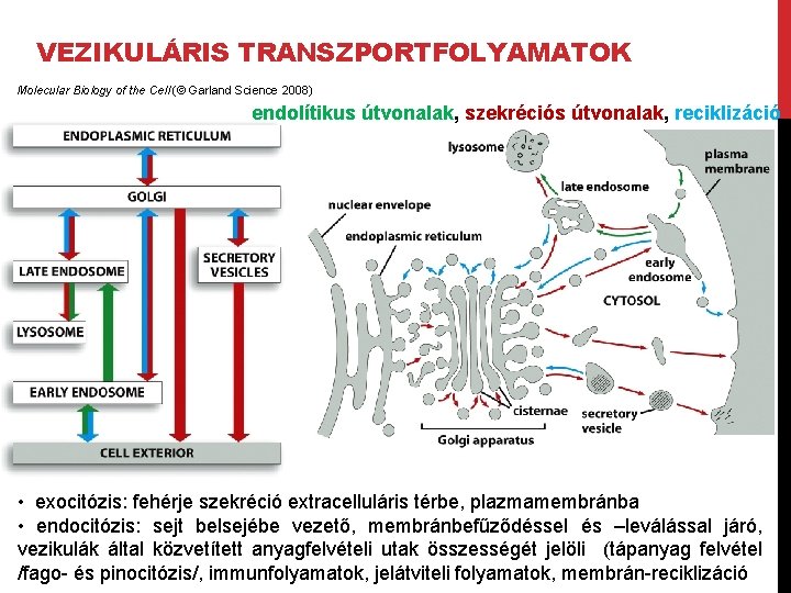 VEZIKULÁRIS TRANSZPORTFOLYAMATOK Molecular Biology of the Cell (© Garland Science 2008) endolítikus útvonalak, szekréciós